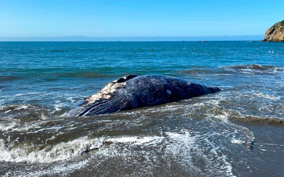 Ballena gris hembra muerta en Muir Beach, en la Bahia de San Francisco, California. 8 de abril de 2021. (Centro de Mamiferos Marinos vía AP)