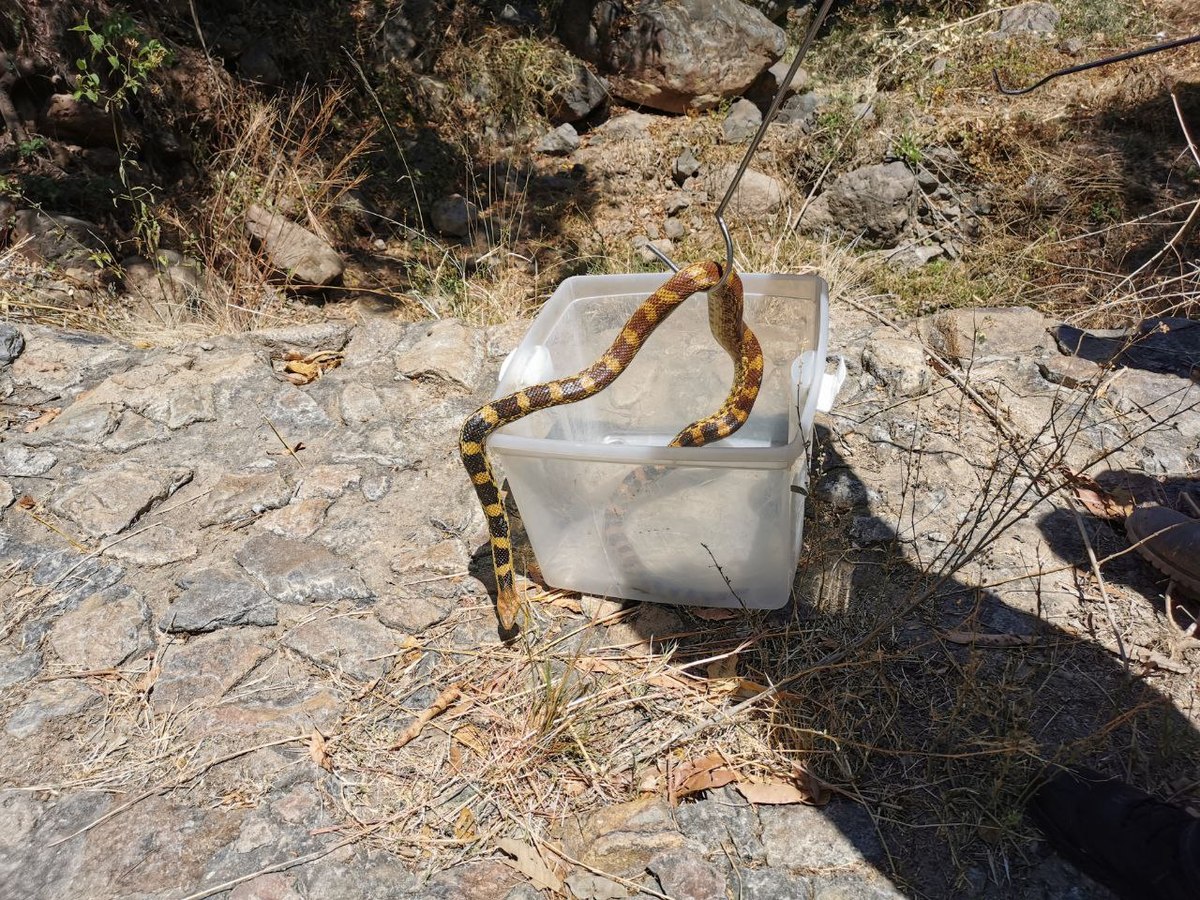 Siete serpientes volvieron a casa. (CORTESÍA)