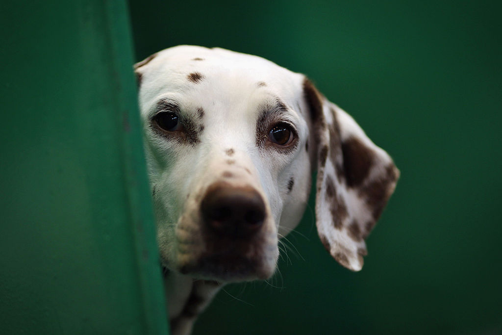 Los perros iban desde un golden retriever y un husky hasta un dálmata y un pomerania. / Getty Images.
