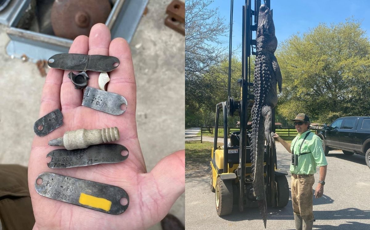 Las placas de perro encontradas en un caimán de casi 4 metros de largo (Cordray's)