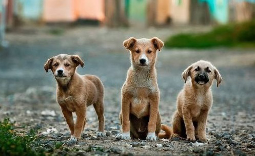 Rescatan a 11 perritos en Ciudad Madero, Tamaulipas