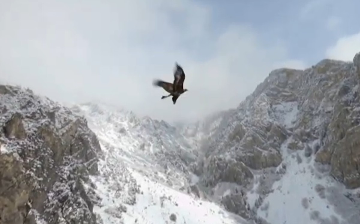 águila vuela junto a dron (Captura)