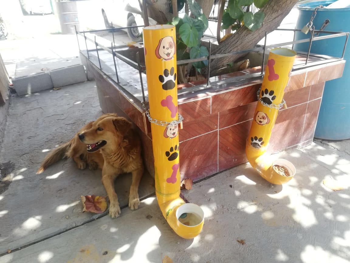 'Amigos x siempre' te invita a la feria de adopciones. (Especial)