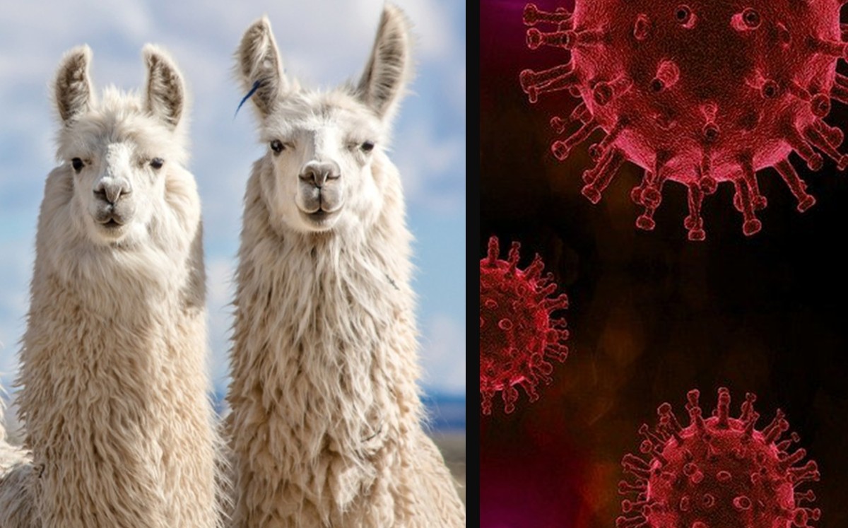 Anticuerpo de la alpaca combate variantes brasileña, británica y sudafricana. (Especial)