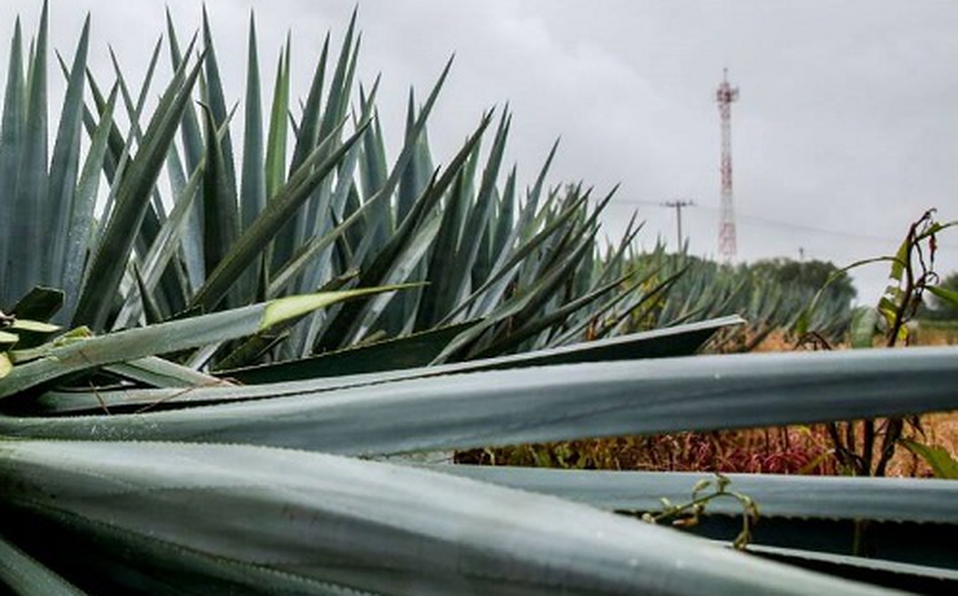 El maguey es una de las 125 especies de agave que existen en México. (Especial)