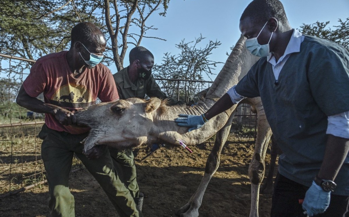 En Kenia se estiman cerca de 3 millones de dromedarios, aunque todavía no conoce bien a este animal. (AFP)