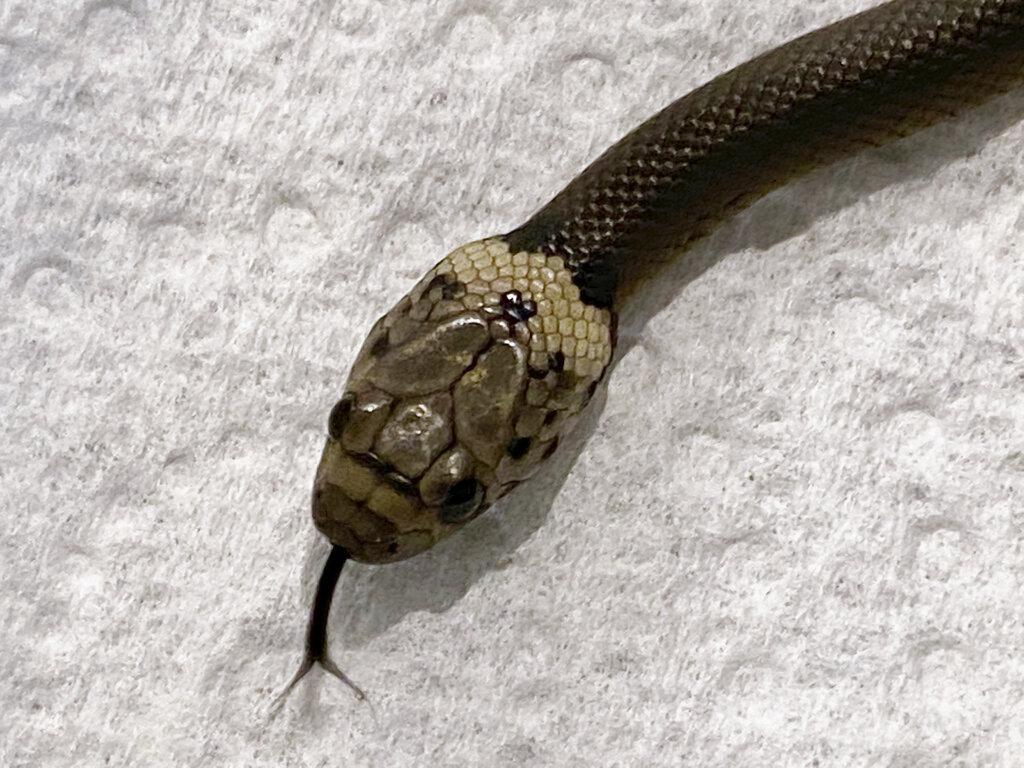 Serpiente de supermercado (AP)