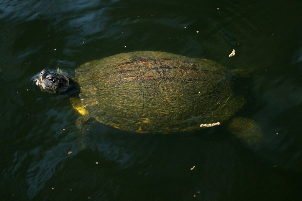 Las tortugas han sido consideradas en los últimos años como especies en peligro de extinción. (AFP)