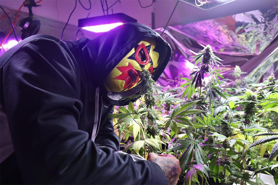 Emerald Weed quien usa máscara de luchador para mostrar su cultivo clandestino que se encuentra en la colonia Doctores | Ariel Ojeda