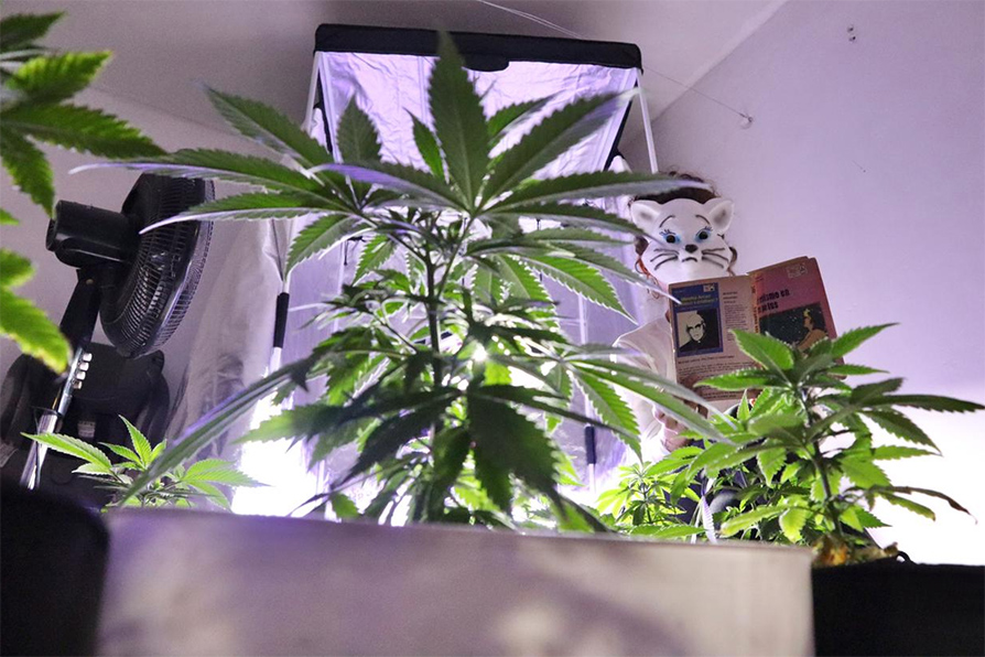 Liz cuenta con al menos 25 plantas de cannabis a puerta cerrada. | Ariel Ojeda