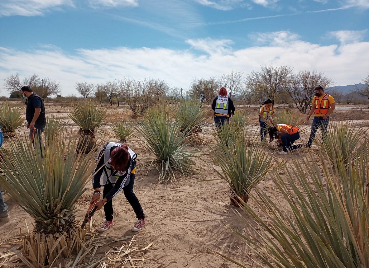 Más de 20 jóvenes de diferentes carreras de la UAdeC trabajaron en la reforestación y limpieza. (cortesía)