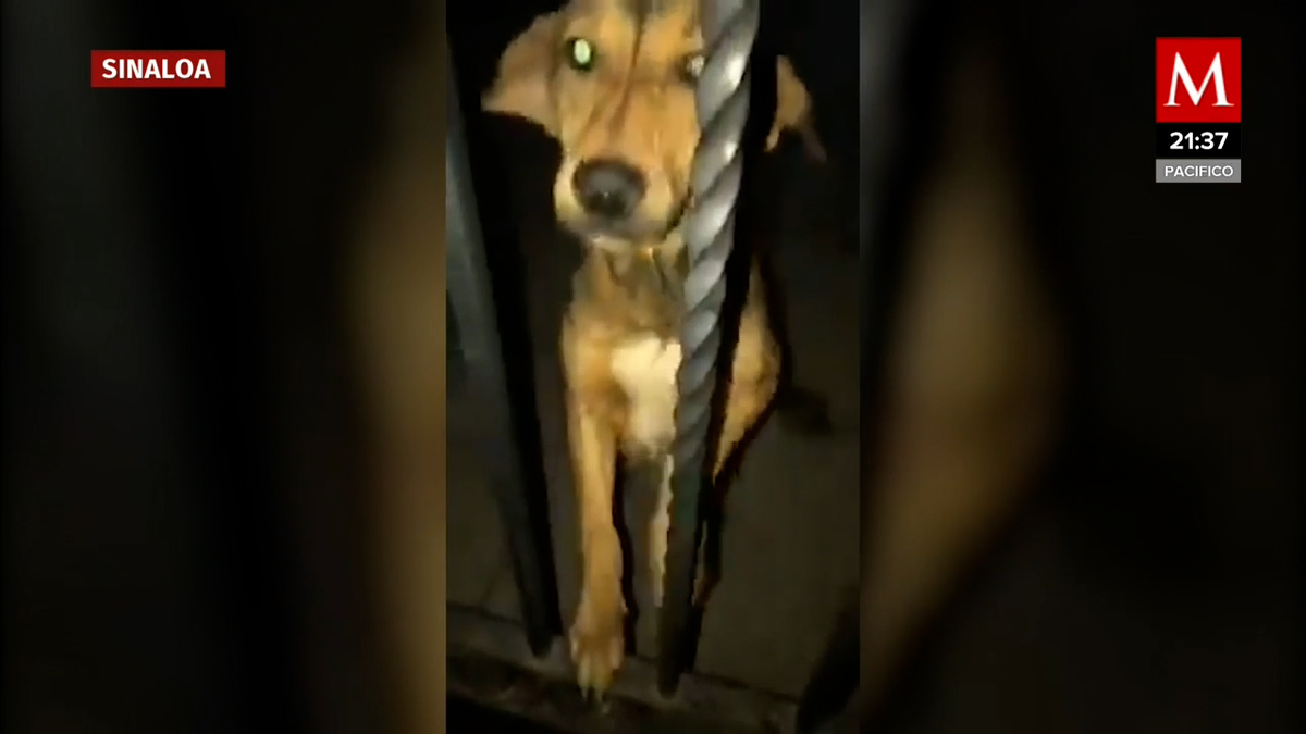 ¡Justicia para Rodolfo! Acusan a hombre de matar a machetazos a perrito en Sinaloa