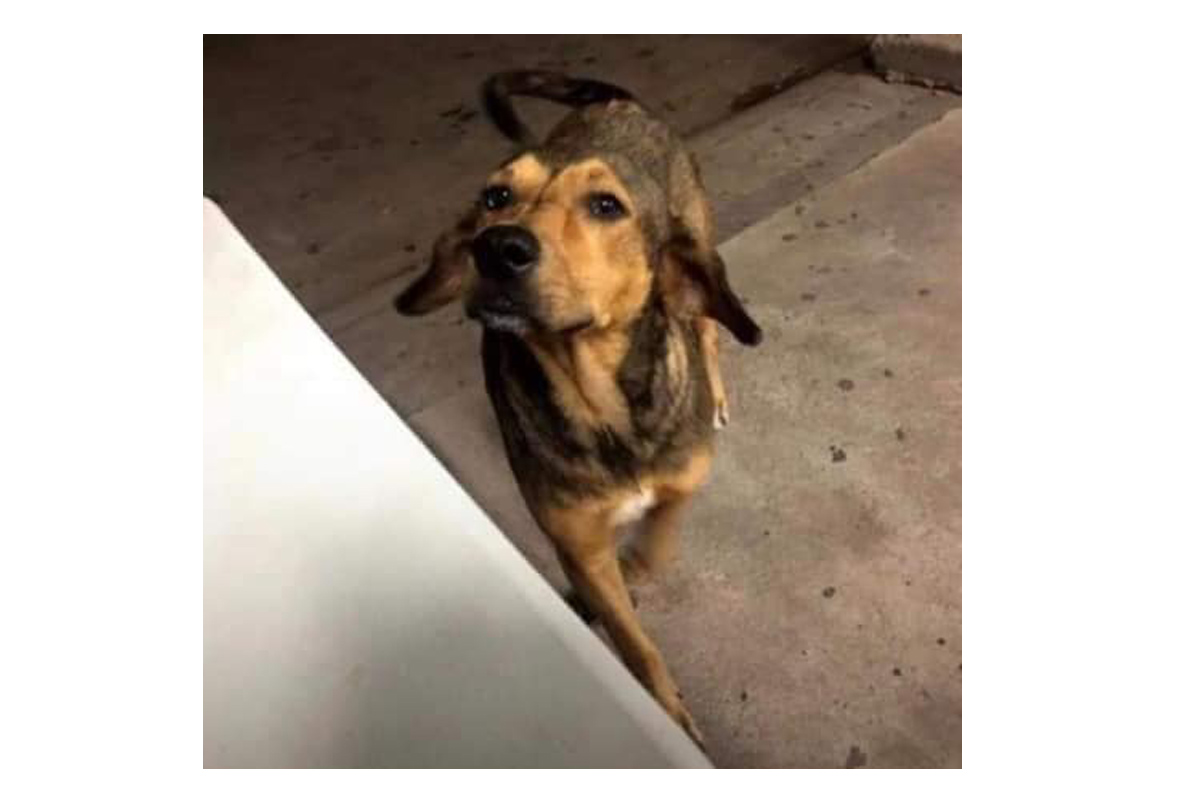 Rodolfo fue un perrito que fue asesinado a machetazos en los Mochis, Sinaloa. | Especial