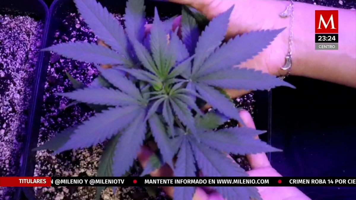 Cultivo de cannabis en viviendas, una forma de protesta
