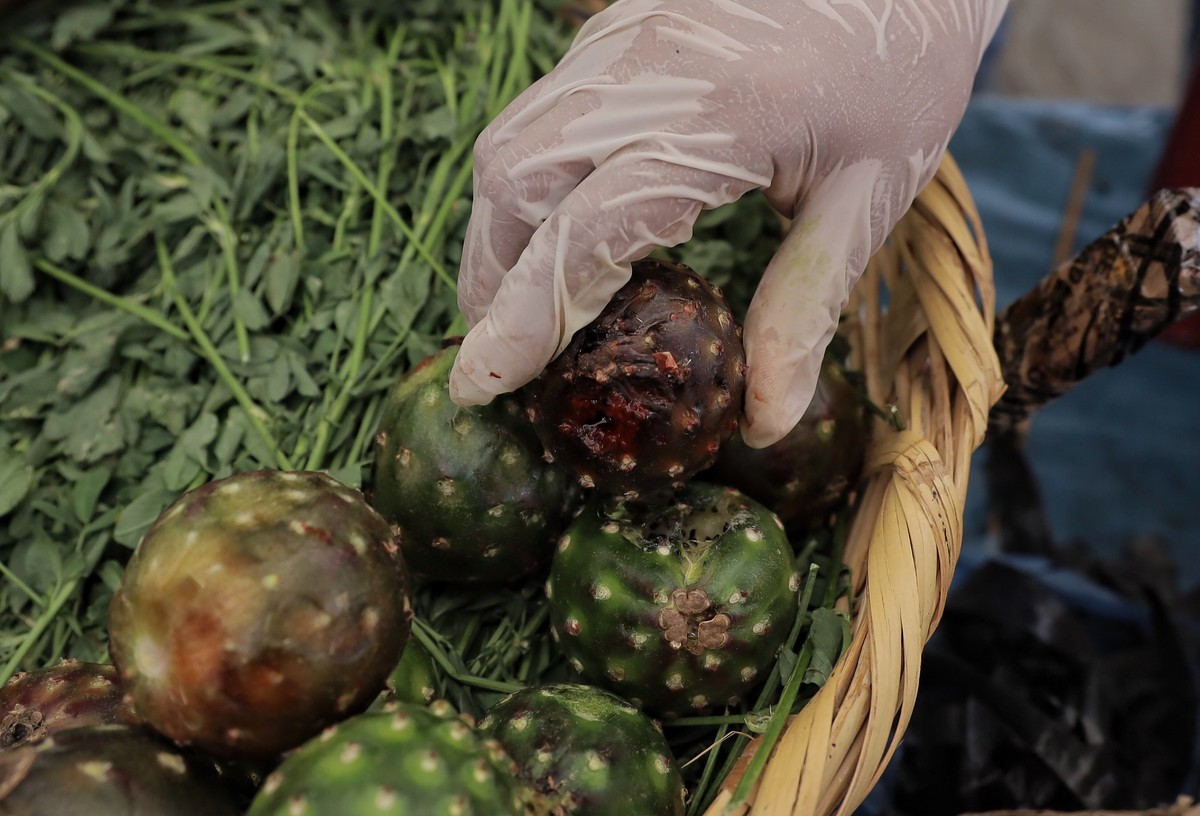 La temporada de pitayas ya inició en Jalisco (Cortesía)