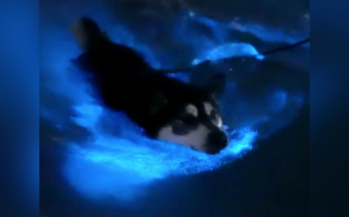 Perrito nadando en agua bioluminiscente. Newport Harbor. 19 de abril de 2021. (INSTAGRAM @patrickc_la)