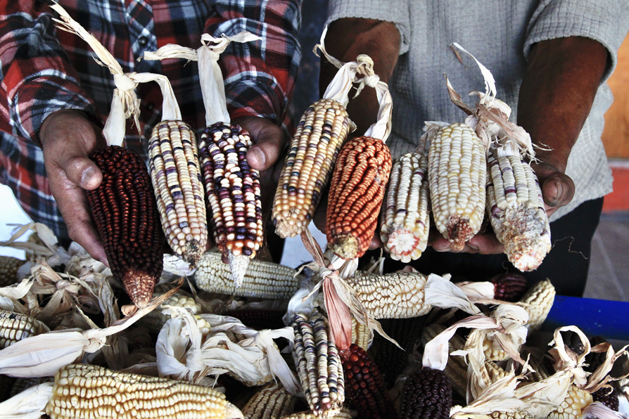 Pese a la pandemia, el trabajo de agricultores no ha parado, pero vender o distribuir sus productos se ha vuelto cada vez más  difícil. | Ariel Ojeda