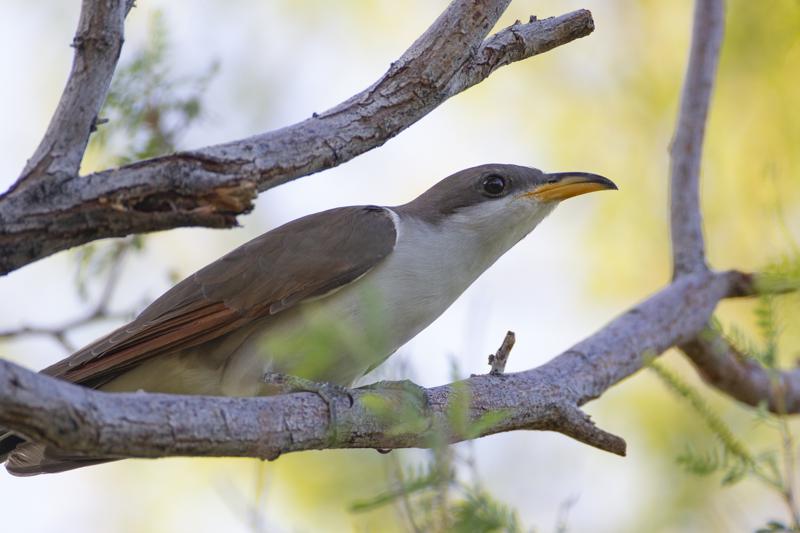 El cuco de pico amarillo occidental migra cada año desde Centroamérica. Foto: Servicio de Pesca y Vida Silvestre de EU vía AP
