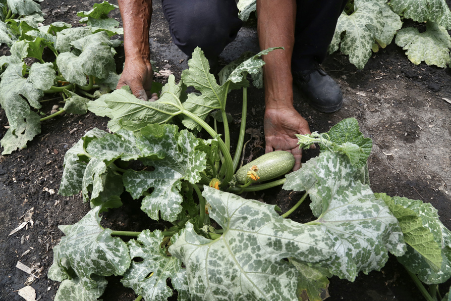 Lechugas, rábanos, cilantro y otras legumbres, entre los cultivos de agricultores en la zona sur de la capital. | Ariel Ojeda