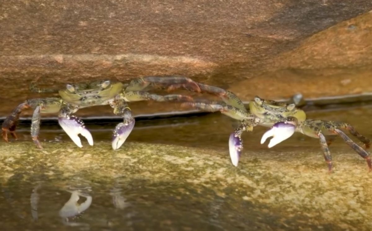 Dos cangrejos 'haciendo esgrima' (Captura)