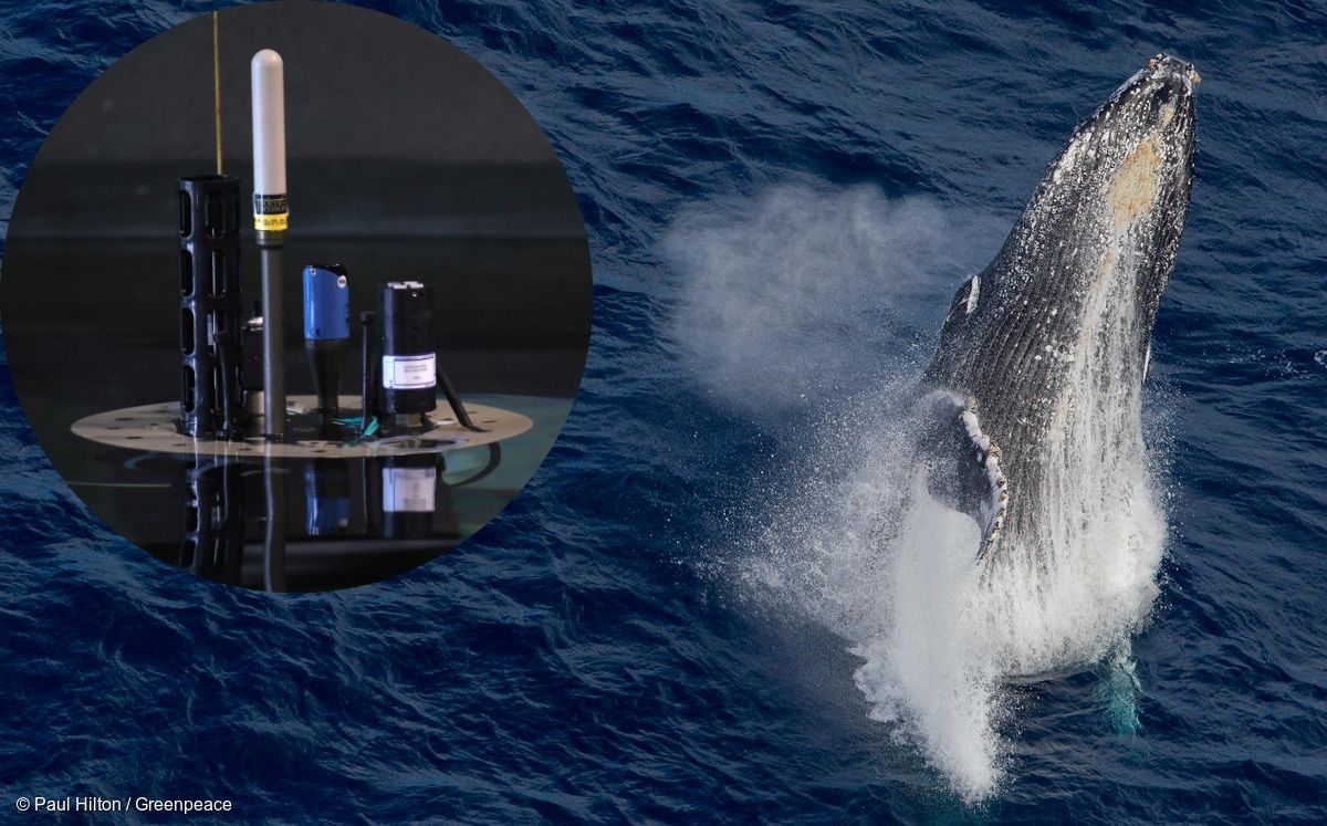 Monitor robótico flotante (izq) y ballena jorobada al sur de la Antártida (der). (REUTERS)