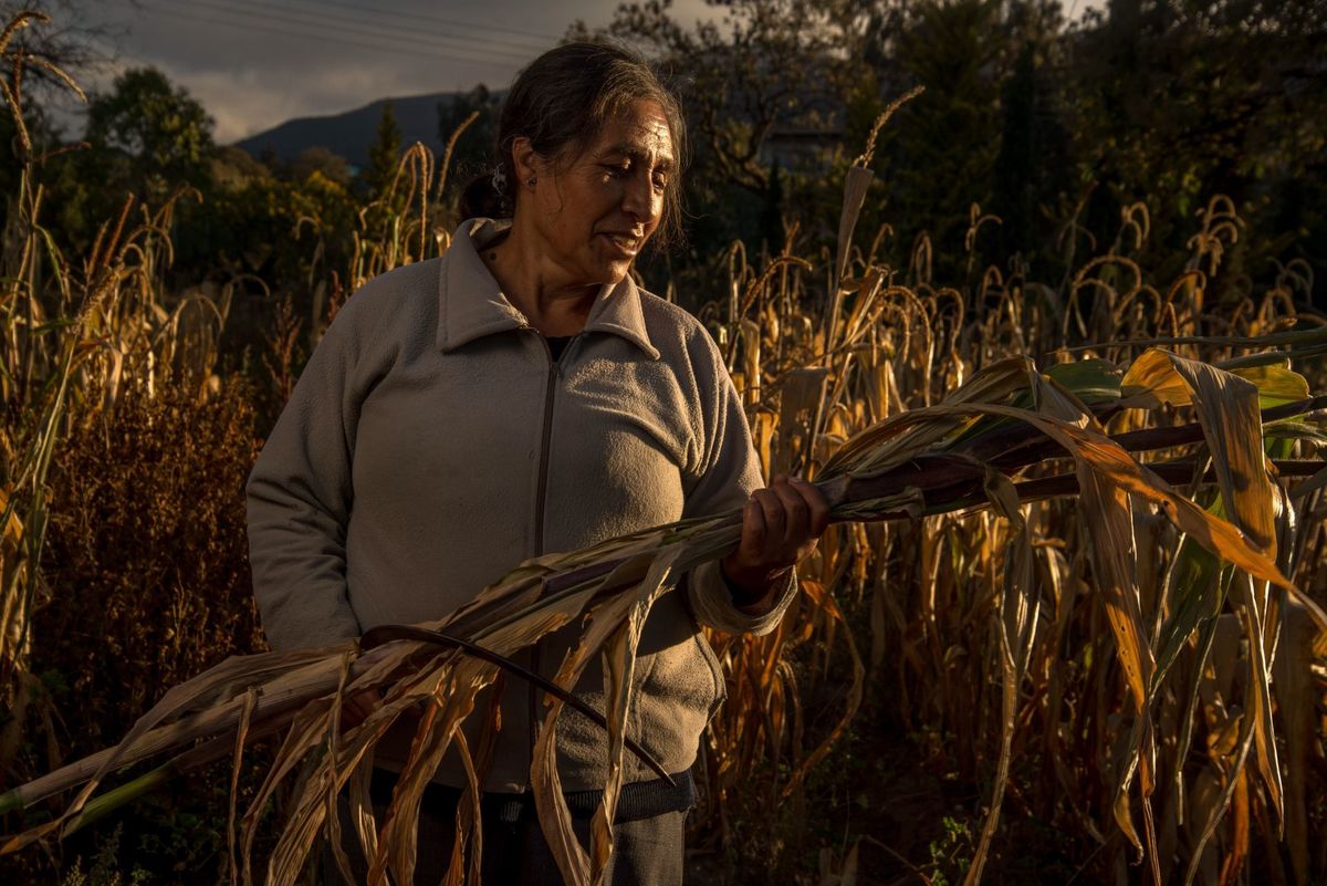 Las comunidades mayas de Campeche pidieron rediseñar los apoyos e insumos destinados para la siembra de maíz. (Cuartoscuro)