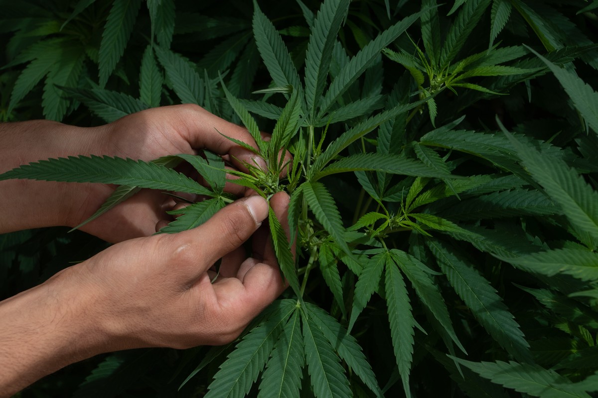 En materia de propiedad intelectual hay una tasa alta de solicitudes de patentes que apuntan a métodos de cultivo | Cuartoscuro