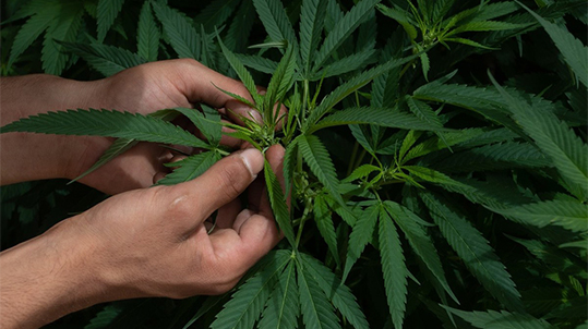 Van farmacéuticas por mercado de cannabis