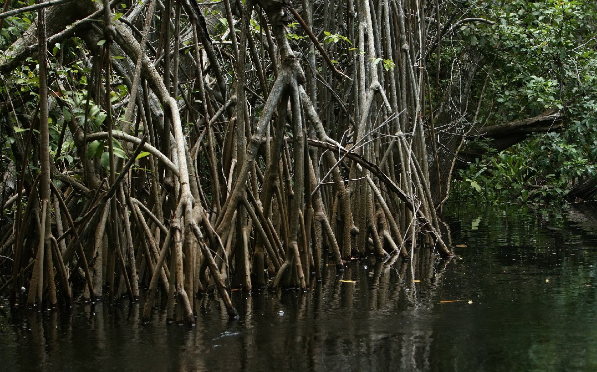 Hay 25 áreas marinas con menos de 5 pesos por hectárea, como Banco Chinchorro, Pantanos de Centla. (Octavio Hoyos)