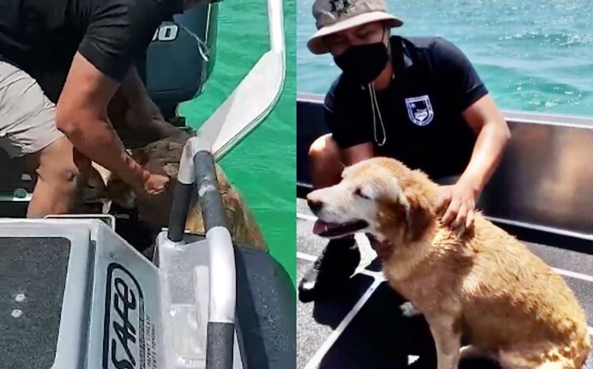 La perrita se encontraba a 300 metros de la costa (Captura)