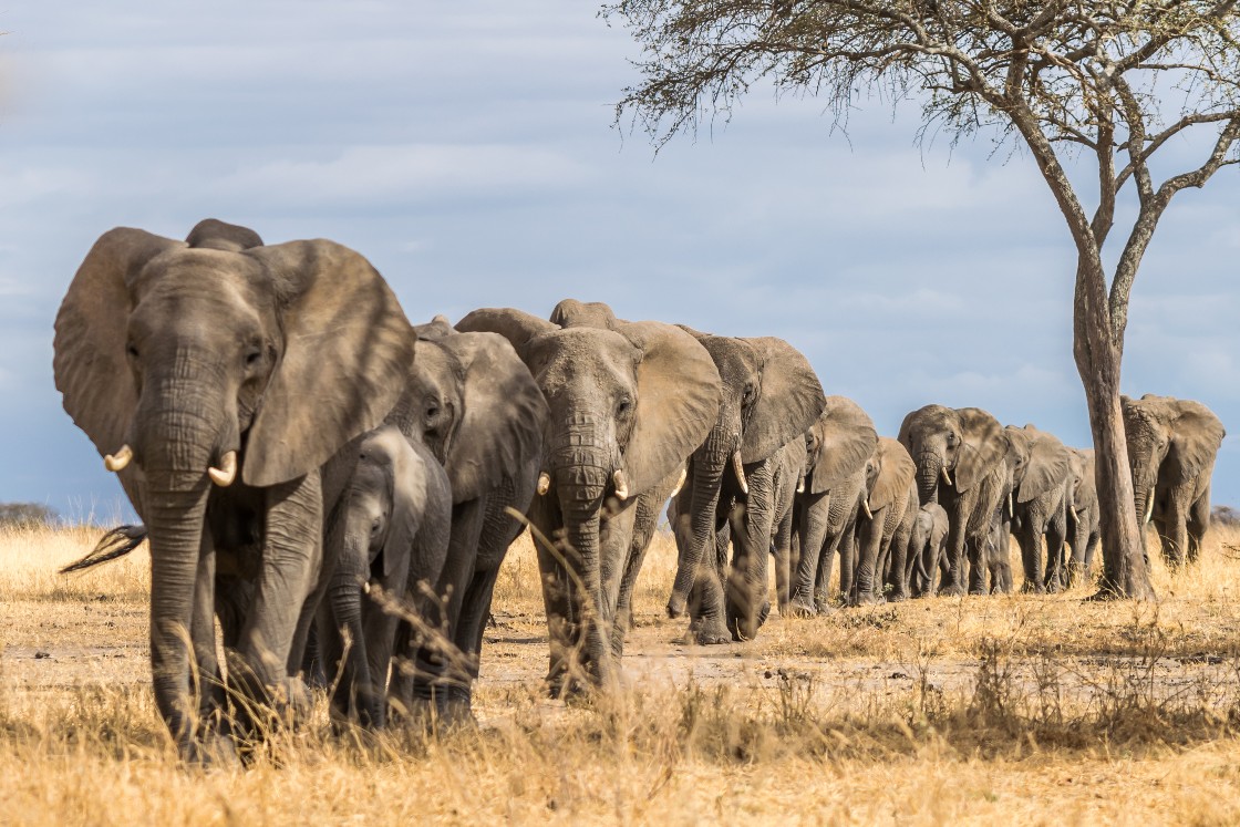 Algunos elefantes invaden asentamientos humanos ante la sequía | shutterstock