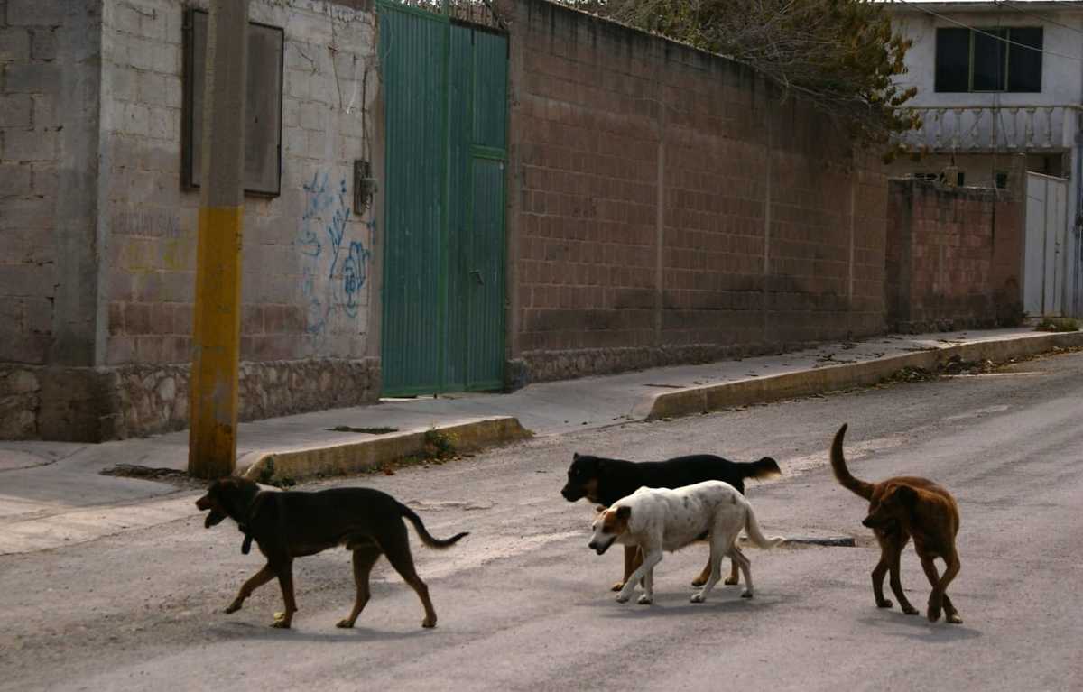 Perros en situación de orfandad social. (Francisco Villeda)