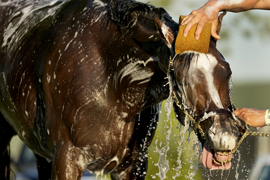 Hot Rod Charlie, aspirante al Derby, se baña después de un entrenamiento. | AP