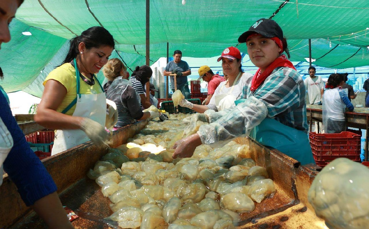 Las mujeres yaquis desarrollan un papel primordial en la pesca de medusas en la región. (Especial)