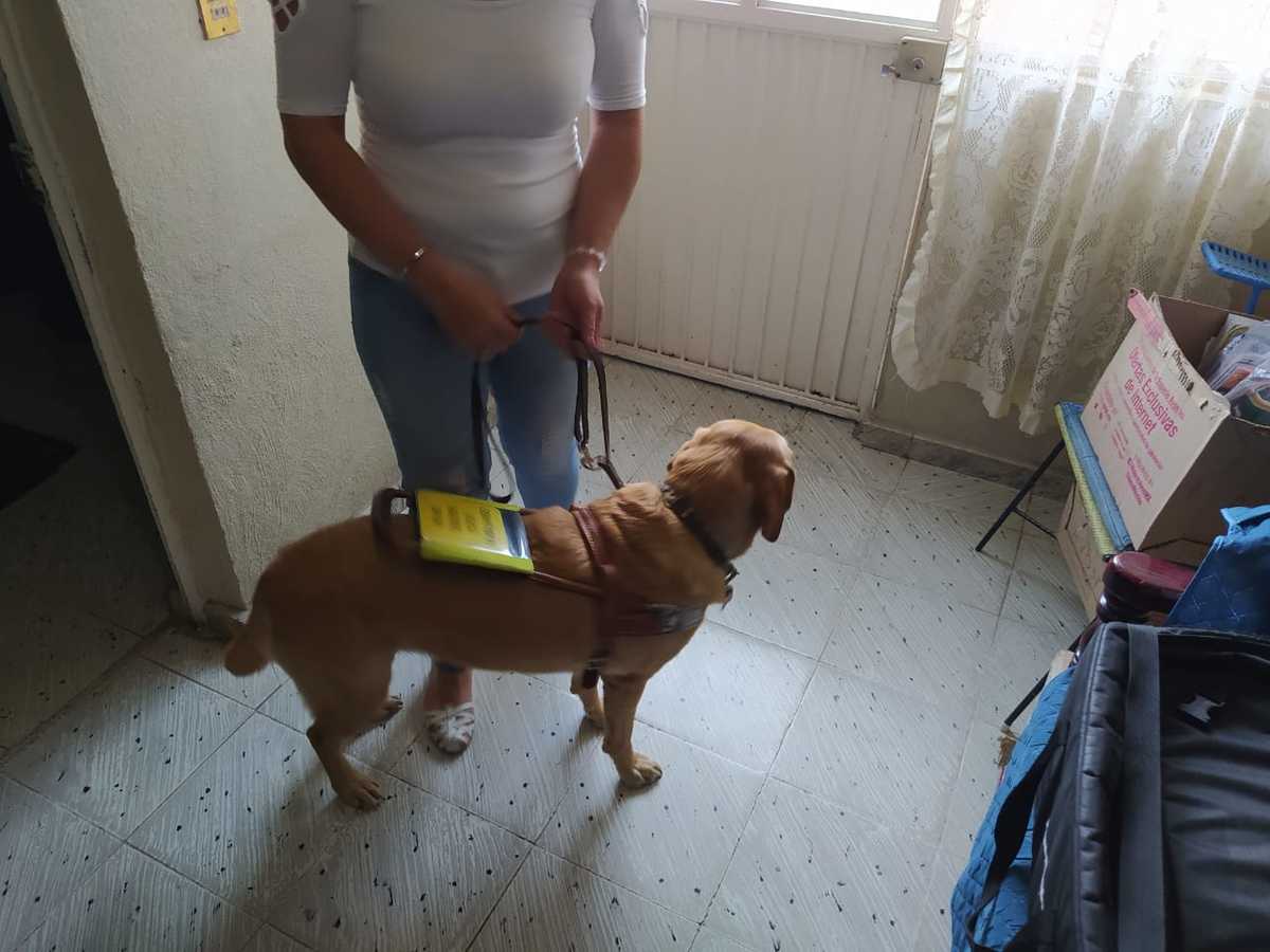 Perro guía