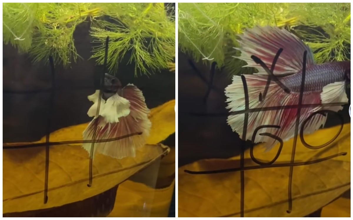 Pez sorprende por su habilidad para jugar gato (Captura)