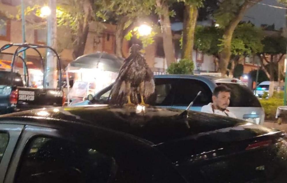 Cayó sobre el toldo de un vehículo. (Especial)