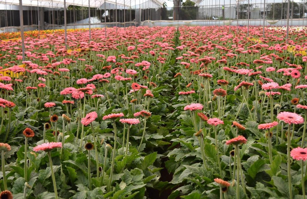 Actualmente el sector florícola dispone de al menos 7 mil 300 hectáreas. (Especial)