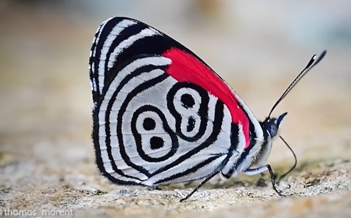 ¿Qué significa el número 88 dibujado en las alas de esta mariposa? (Captura)