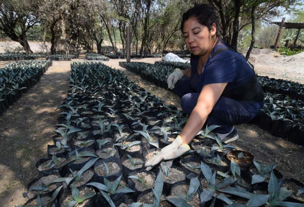 Buscan entablar nuevas ventas, luego de las pérdidas. (Francisco Villeda)