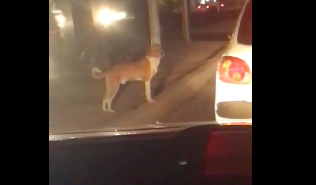 El llamado del tripulante logra convencer al canino. | Especial