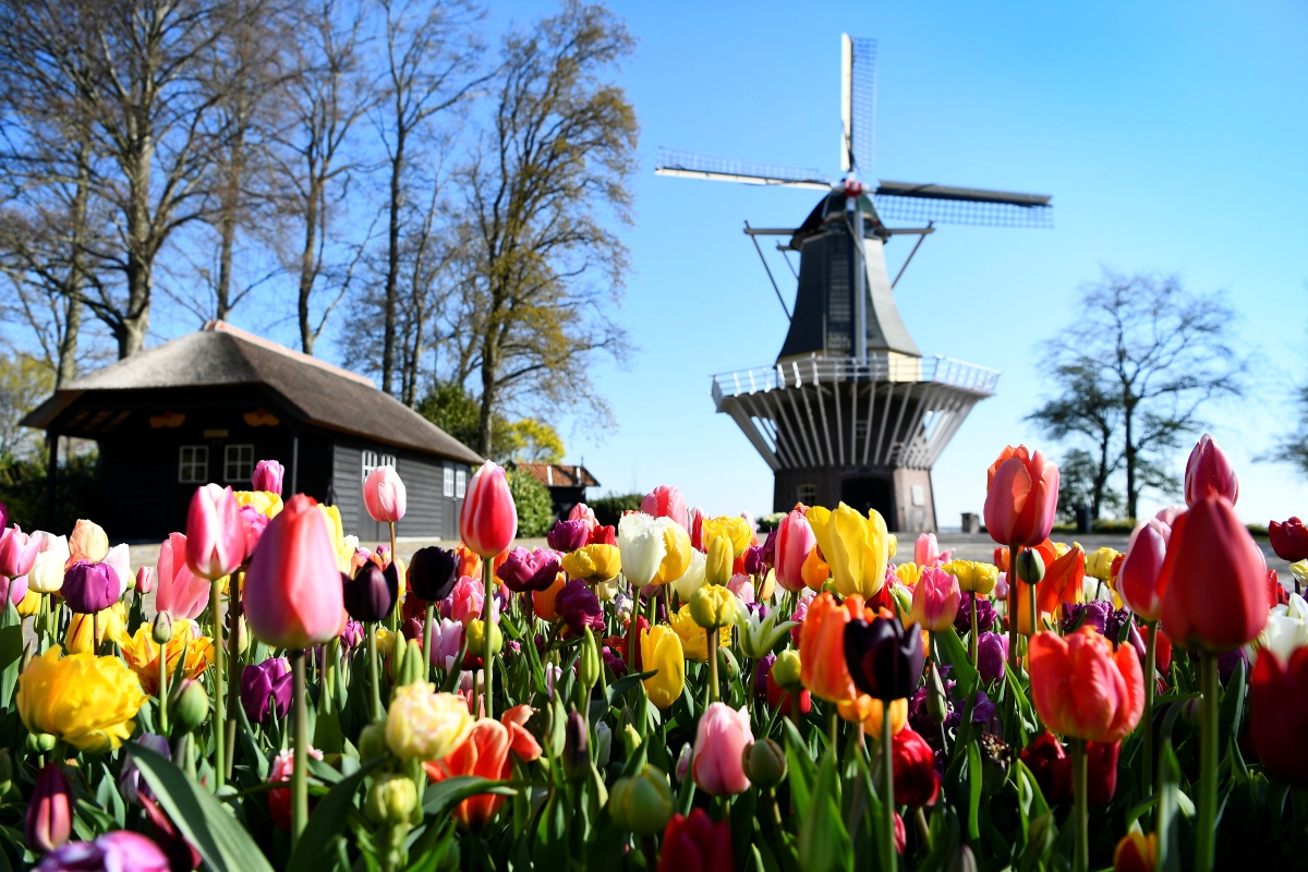 Los tulipanes en Holanda florecen entre marzo y mayo. (Reuters)