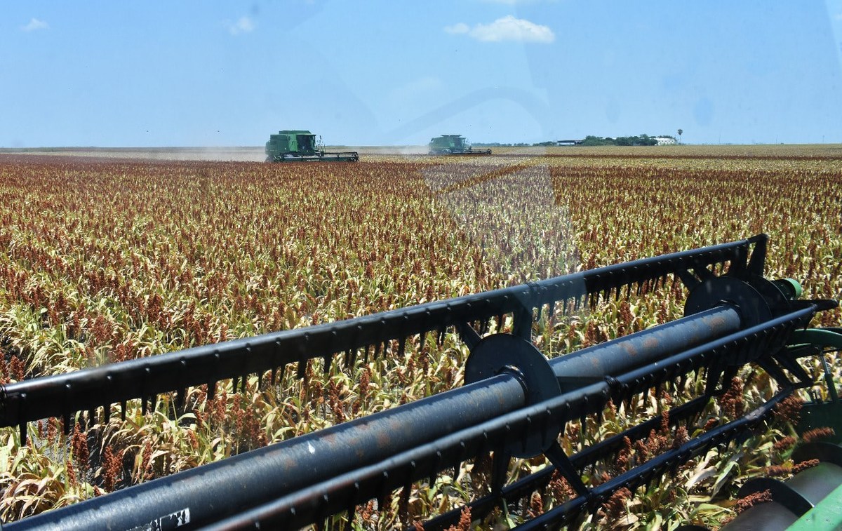 Actividad del sector agropecuario en Tamaulipas.