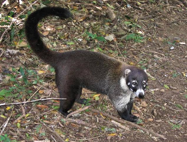 Coatí encontrado en el norte de Veracruz
