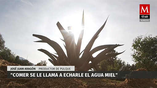 Pulque en peligro por la pandemia