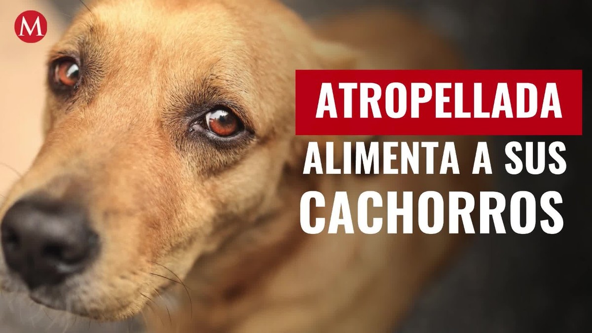 ¡La más valiente! Perrita atropellada trata de sobrevivir para cuidar de sus cachorros