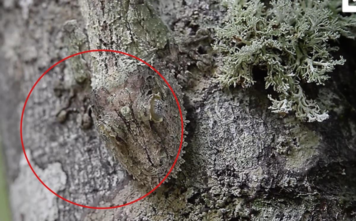 Este reptil es un as del camuflaje en la corteza de los árboles. (Especial)