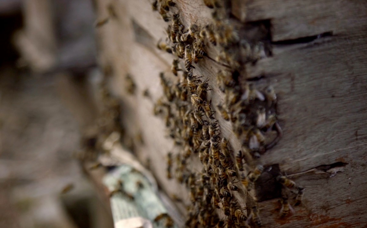 ¿Qué le pasó a las abejas? fue dirigido por Adriana Otero de la mano del fotógrafo Robin Canul