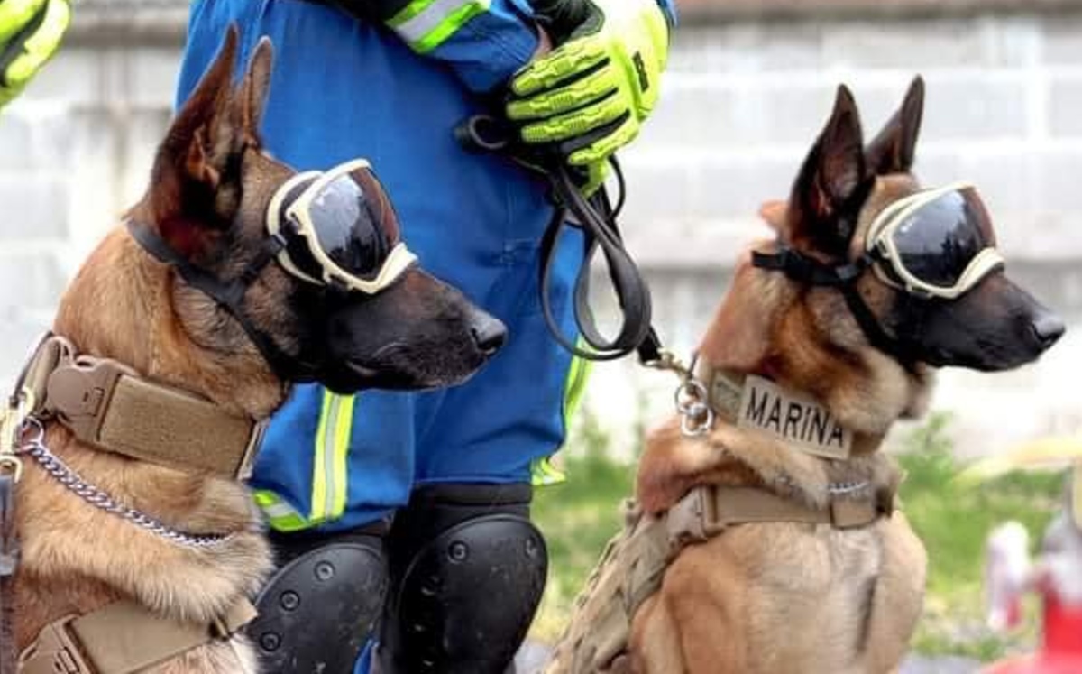 Los pastores Belga Malinois que participaron en el rescate son hermanos. (Facebook: Solovino)