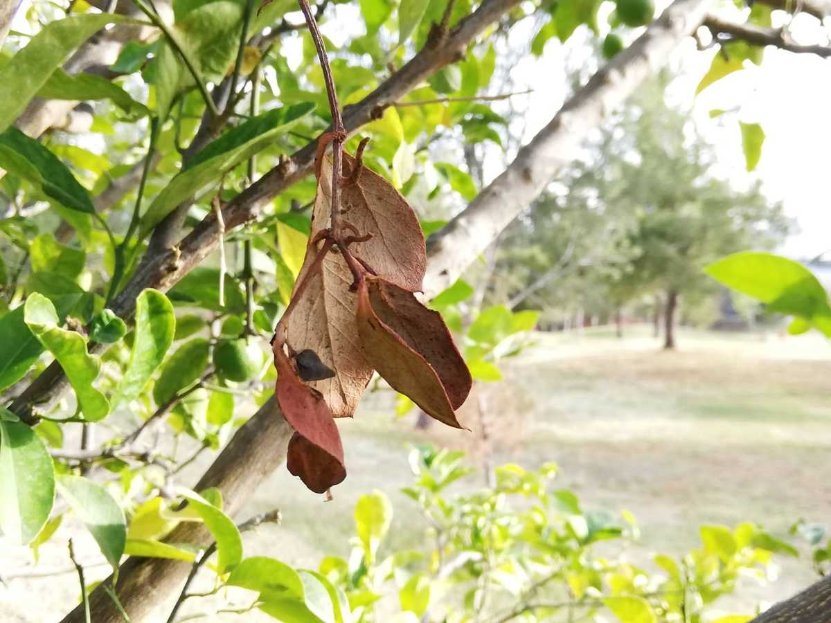 Árboles/Foto:Dany Béjar